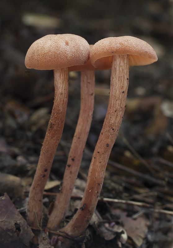 Laccaria laccata